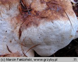 Fomitopsis officinalis (pniarek lekarski)