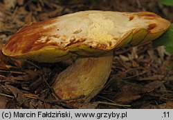 Hemileccinum depilatum (płowiec pofałdowany)