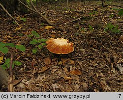 Hemileccinum depilatum (płowiec pofałdowany)