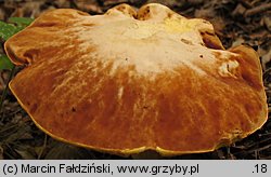 Hemileccinum depilatum (płowiec pofałdowany)