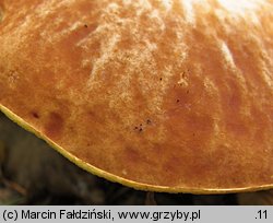 Hemileccinum depilatum (płowiec pofałdowany)