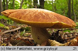 Hemileccinum depilatum (płowiec pofałdowany)