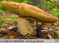 Hemileccinum depilatum (płowiec pofałdowany)