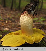 Hemileccinum depilatum (płowiec pofałdowany)