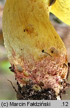 Hemileccinum depilatum (płowiec pofałdowany)