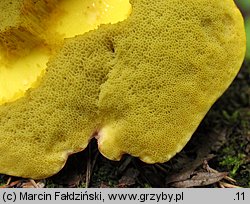 Hemileccinum depilatum (płowiec pofałdowany)