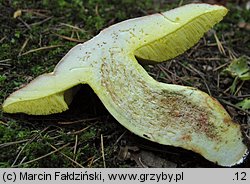 Hemileccinum depilatum (płowiec pofałdowany)