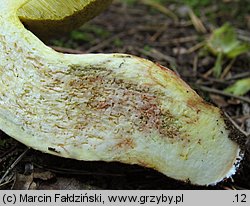 Hemileccinum depilatum (płowiec pofałdowany)