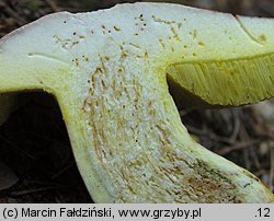 Hemileccinum depilatum (płowiec pofałdowany)