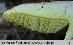 Hemileccinum depilatum (płowiec pofałdowany)