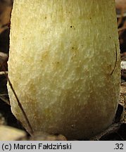 Hemileccinum depilatum (płowiec pofałdowany)