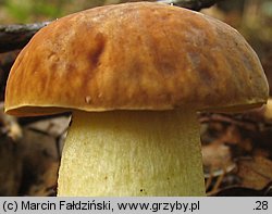 Hemileccinum depilatum (płowiec pofałdowany)