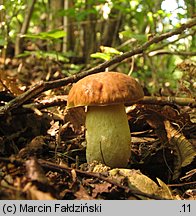 Hemileccinum depilatum (płowiec pofałdowany)