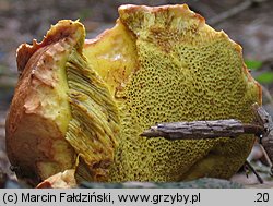 Butyriboletus subappendiculatus (masłoborowik górski)