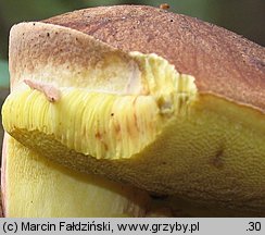 Butyriboletus subappendiculatus (masłoborowik górski)