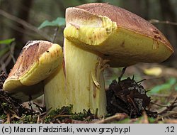 Butyriboletus subappendiculatus (masłoborowik górski)