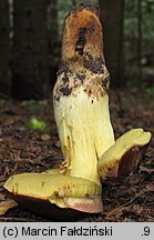 Butyriboletus subappendiculatus (masłoborowik górski)