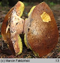 Butyriboletus subappendiculatus (masłoborowik górski)