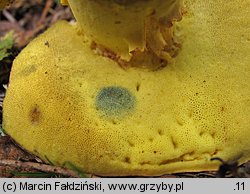 Butyriboletus subappendiculatus (masłoborowik górski)