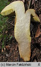 Butyriboletus subappendiculatus (masłoborowik górski)