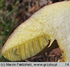 Butyriboletus subappendiculatus (masłoborowik górski)