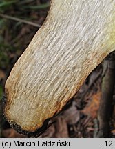 Butyriboletus subappendiculatus (masłoborowik górski)