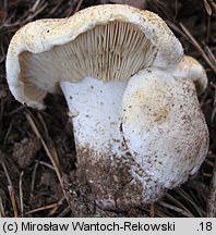 Tricholoma apium (gąska selerowa)