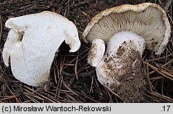 Tricholoma apium (gąska selerowa)