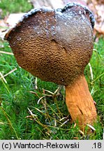 Buchwaldoboletus lignicola (złociec czerwonawy)