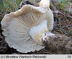 Tricholoma apium (gąska selerowa)