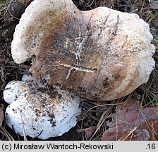 Tricholoma apium (gąska selerowa)