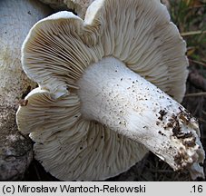 Tricholoma apium (gąska selerowa)