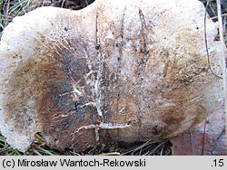 Tricholoma apium (gąska selerowa)