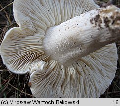 Tricholoma apium (gąska selerowa)