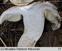 Tricholoma apium (gąska selerowa)