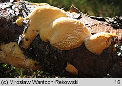 Diplomitoporus flavescens (wrośniaczek sosnowy)