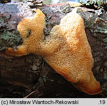 Diplomitoporus flavescens (wrośniaczek sosnowy)