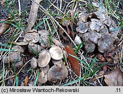 Tricholoma populinum (gąska topolowa)