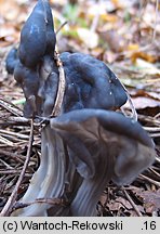 Helvella lacunosa (piestrzyca zatokowata)