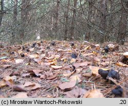 Helvella lacunosa (piestrzyca zatokowata)