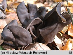 Helvella lacunosa (piestrzyca zatokowata)