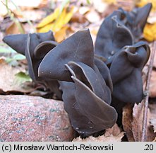 Helvella lacunosa (piestrzyca zatokowata)