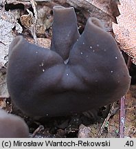 Helvella lacunosa (piestrzyca zatokowata)