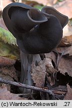 Helvella lacunosa (piestrzyca zatokowata)