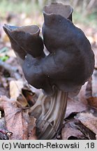 Helvella lacunosa (piestrzyca zatokowata)