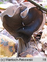 Helvella lacunosa (piestrzyca zatokowata)