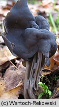 Helvella lacunosa (piestrzyca zatokowata)