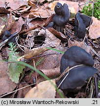 Helvella lacunosa (piestrzyca zatokowata)