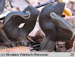 Helvella lacunosa (piestrzyca zatokowata)