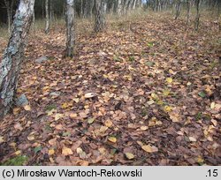 Helvella lacunosa (piestrzyca zatokowata)